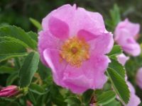 Alberta Wild Rose