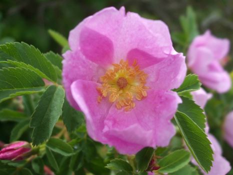 Alberta Wild Rose