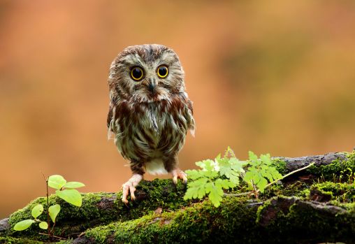 Baby owl (owelet)