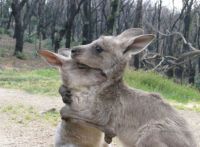Kangaroo hugs.