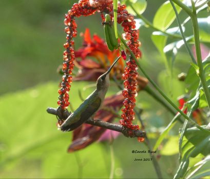 Hummingbird on swing  June 2017
