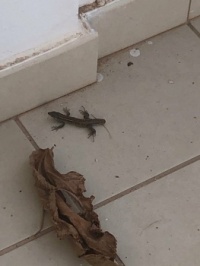 Lizard of Lanzarote