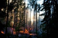 The Colors of the Forest Fire