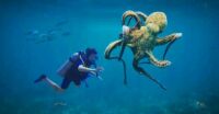 Diver and octopus