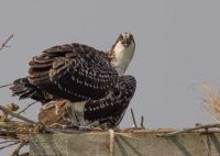 Two Osprey's in a nest