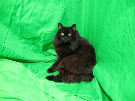 Bunny on the green screen