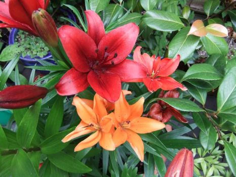 Lillies