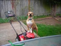 Lawn mower dog.