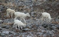 Mountain goats, Alaska