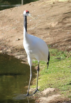 Solve Red-crowned Crane, Safari Park, Escondido, California jigsaw ...