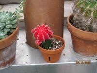 Biltmore Conservatory