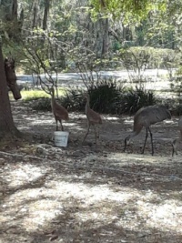 5-5-23 #1  "Baby" Sandhill Cranes are the 2 on the left.
