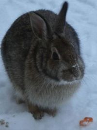 Mr. Rabbit
