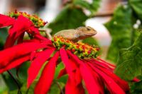 Lizard among the flowers