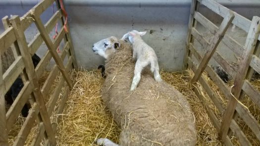 A favouite place for a young lamb.