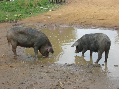 Rub a dub dub, two pigs in the mud