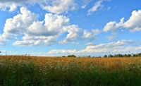 clouds over wheat field (resizable 15 - 442 peices)