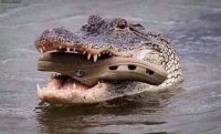 croc croc