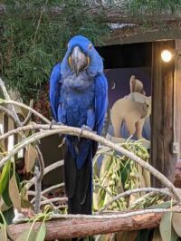 Blue Macaw