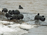 American coots -- these are not ducks