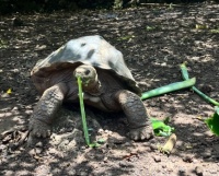 Genesis the first head started turtle on San Cristobal Island Galapagos