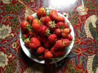 Strawberries from my allotment