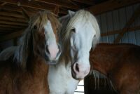 rescued horses
