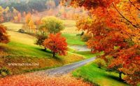 Fall in the country