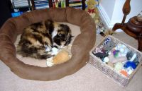 Animals - Cat - Tasha - Asleep in Basket 1 2019