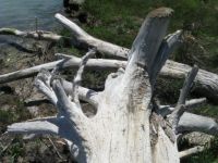 Driftwood brought by the Soča river