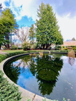 Lily pond , Volunteer Park, Seattle