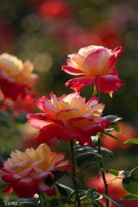 Beautiful bi coloured Rose.
