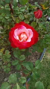 Calipso Rose