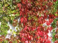 Divja trta jeseni - Grape ivy in autumn