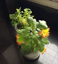 Winter flowering houseplant!