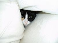 Topshelf Under cover!!