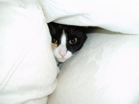 Topshelf Under cover!!