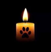 In Memory Of Our Late Fur Babies