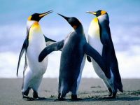 Penguindance