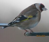 Goldfinch munching away at the sunflower hearts.