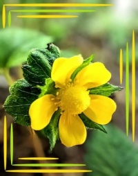 💚🌻 Flower ...