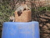 Squirrels in my back yard