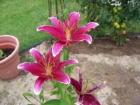 my lilium