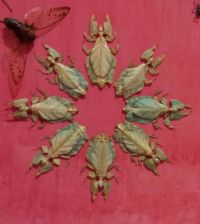Leafbugs