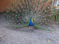 Plumpton Park Zoo - Peacock