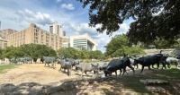 Texas longhorns