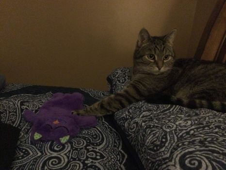 Petey loves his purple kitty