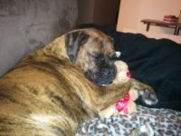 My Ali-dog cuddling with her toy