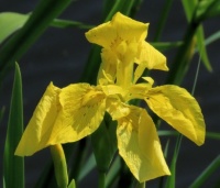 yellow flag iris (gele lis)