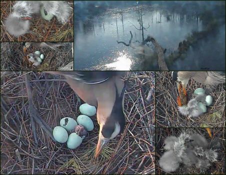 And so it begins....the hatching of 5 heron eggs.